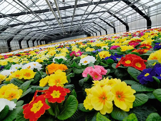 花卉温室